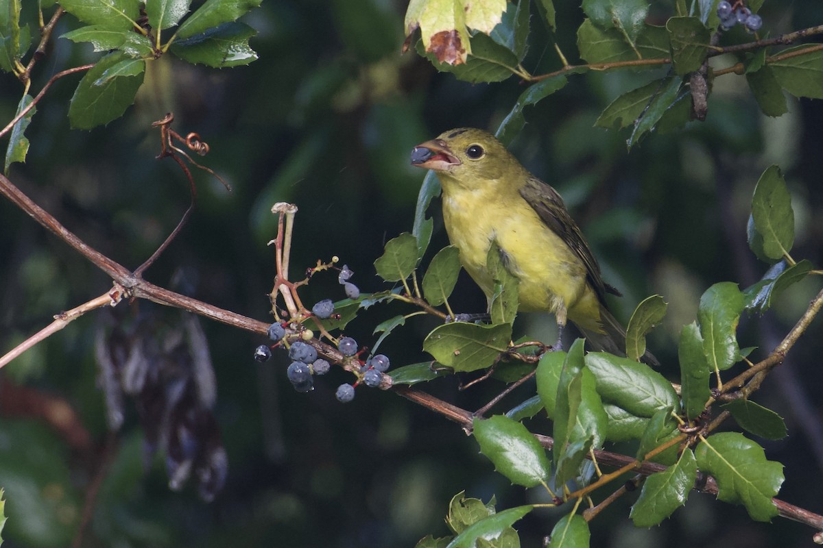 Scarlet Tanager - ML645479233