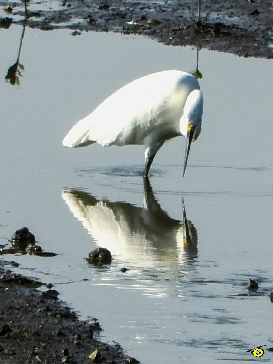 Snowy Egret - ML645479235