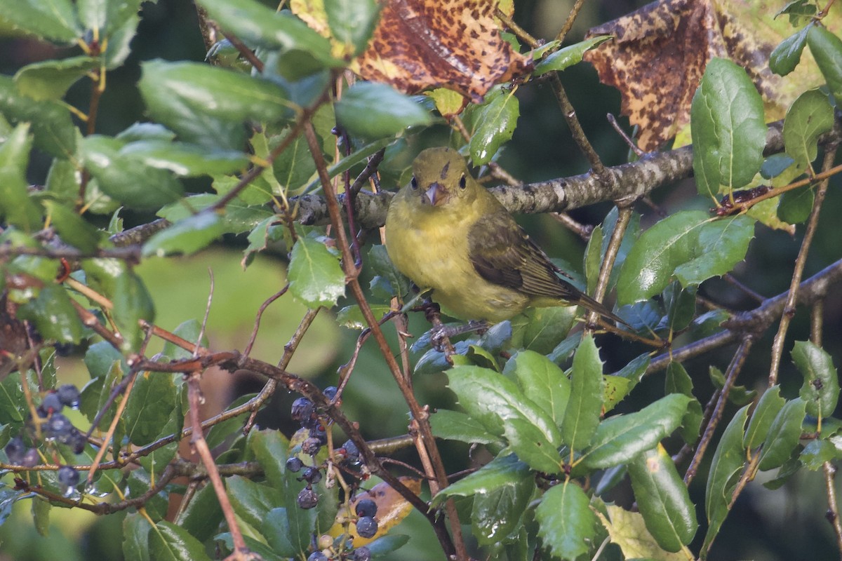 Scarlet Tanager - ML645479239