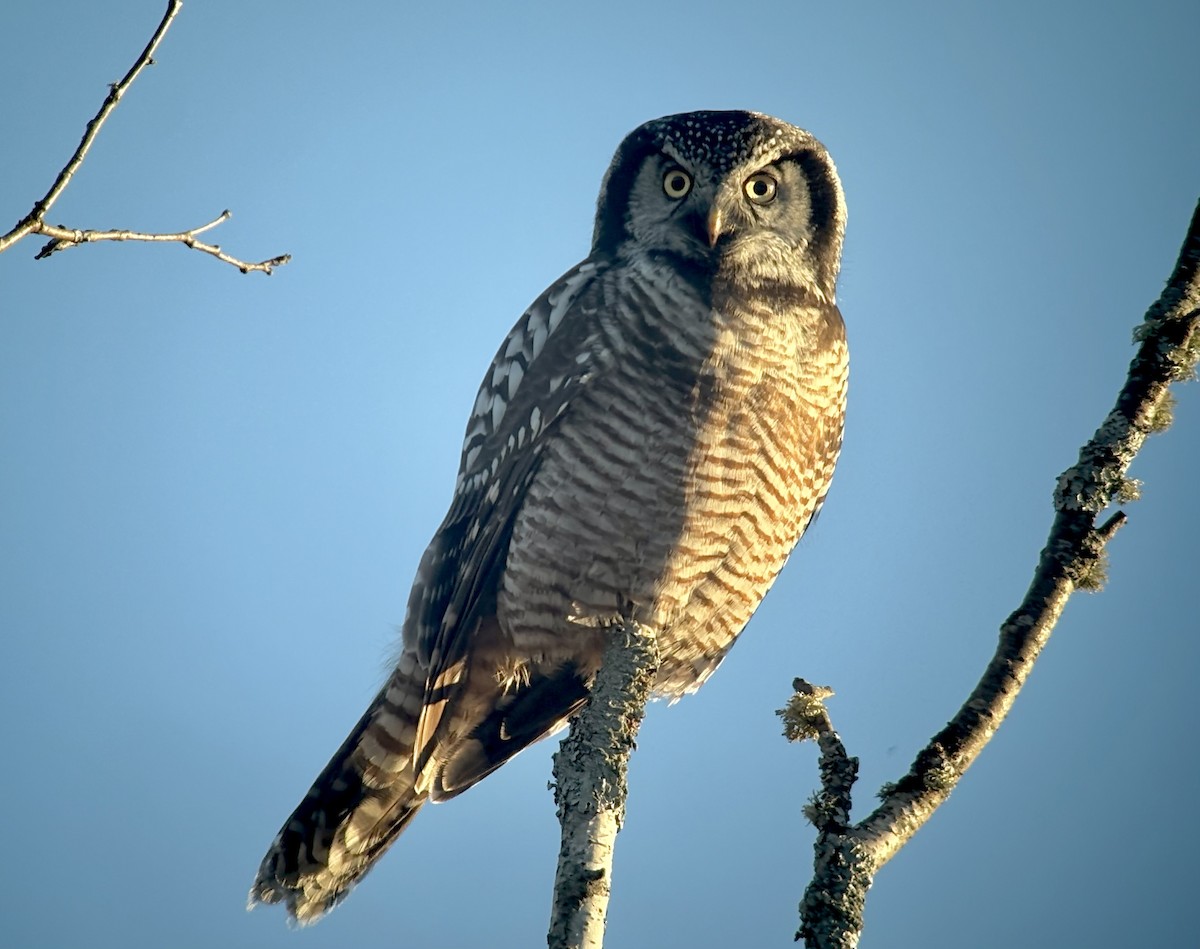 Northern Hawk Owl - ML645479241
