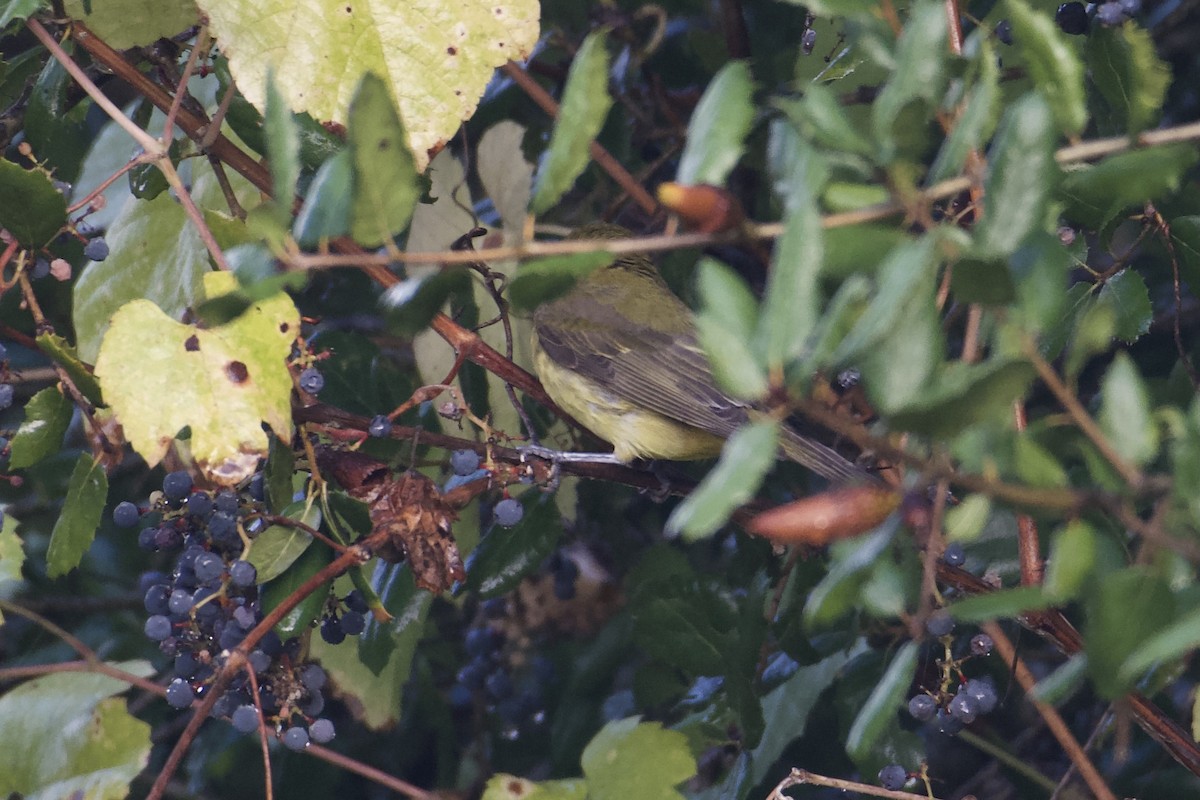 Scarlet Tanager - ML645479244