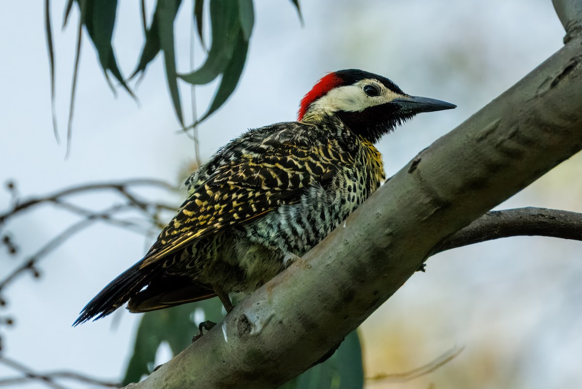 Декол плямистоволий - ML645479245