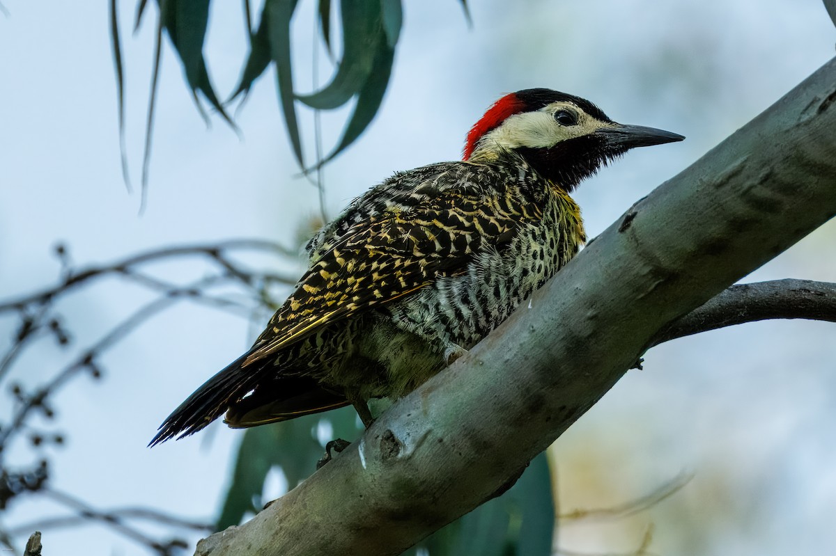 Декол плямистоволий - ML645479246