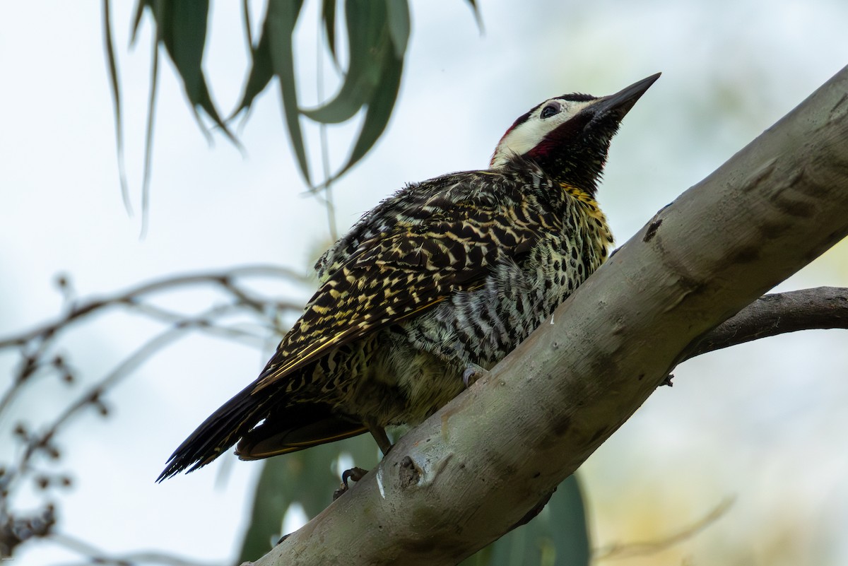 Декол плямистоволий - ML645479247