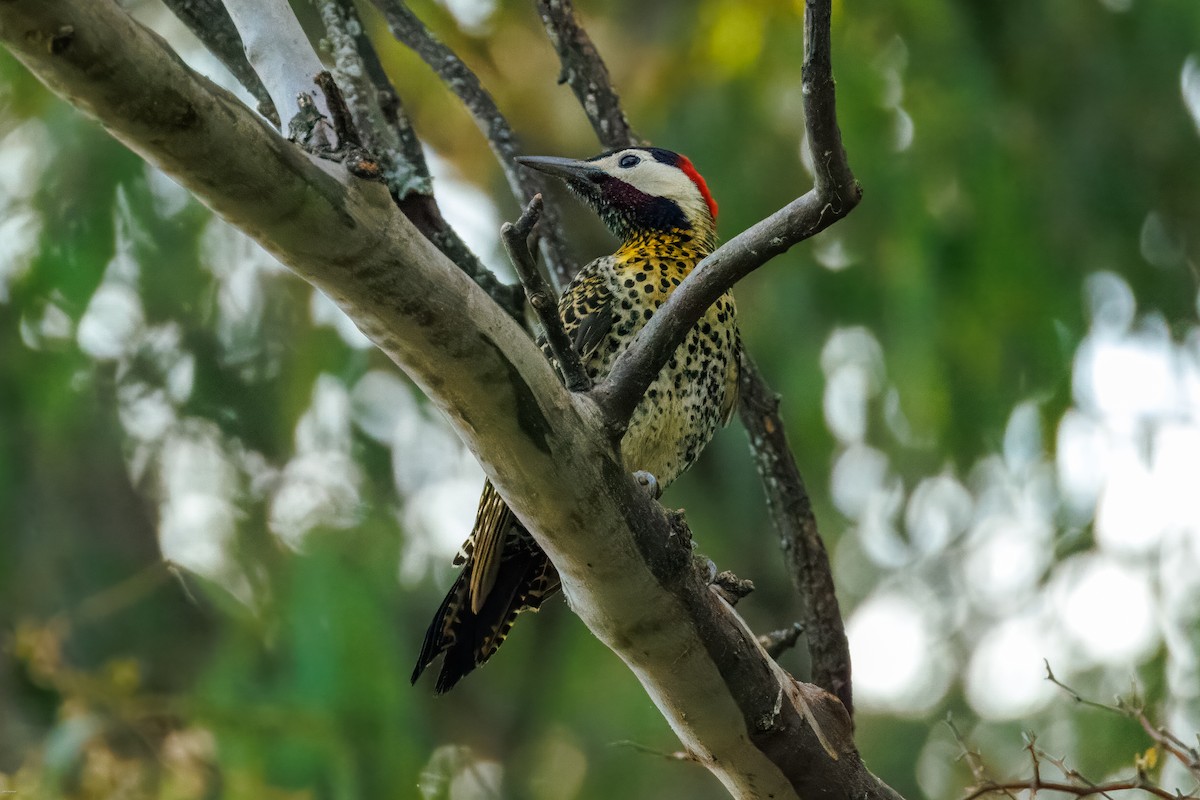 Декол плямистоволий - ML645479248