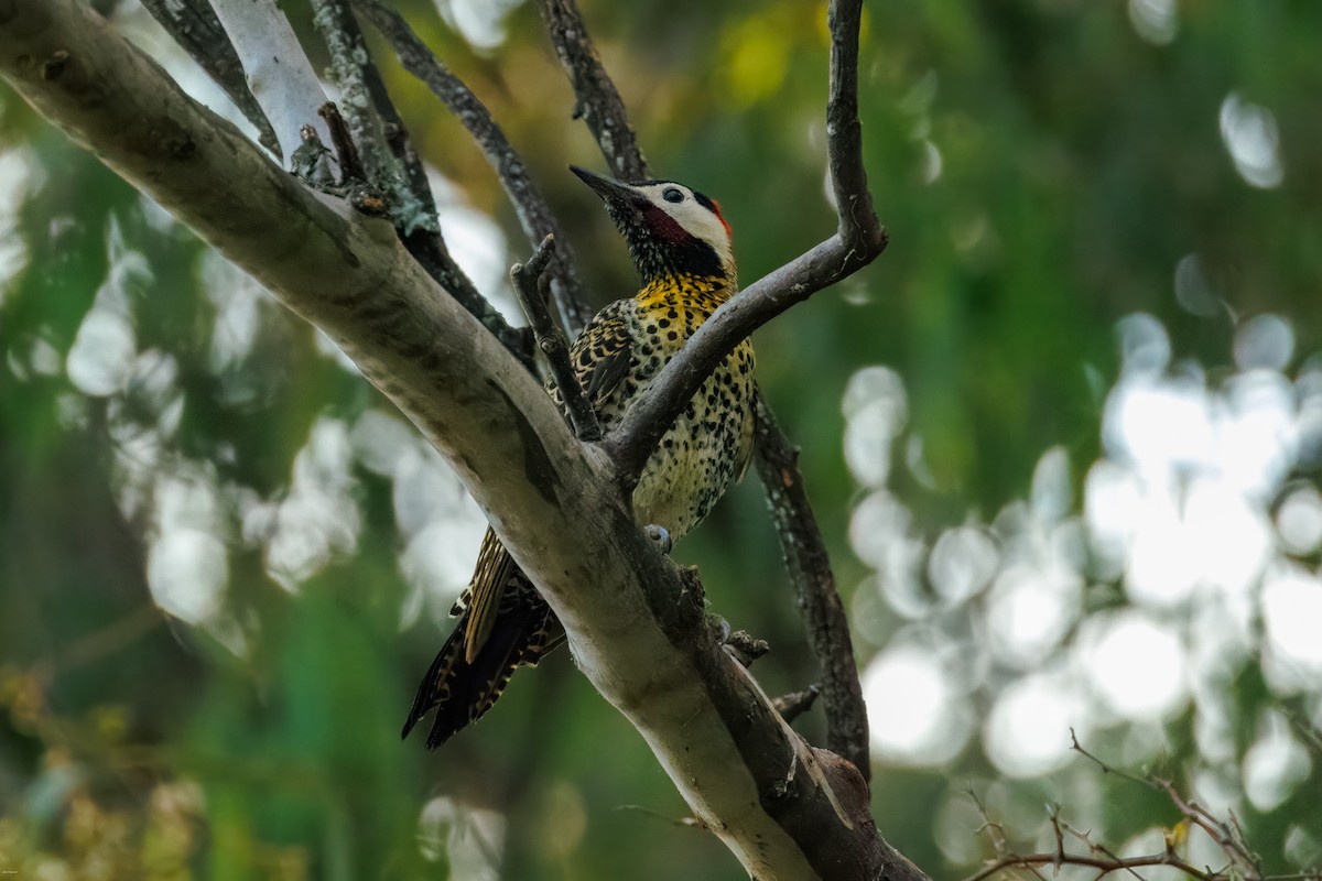 Декол плямистоволий - ML645479249