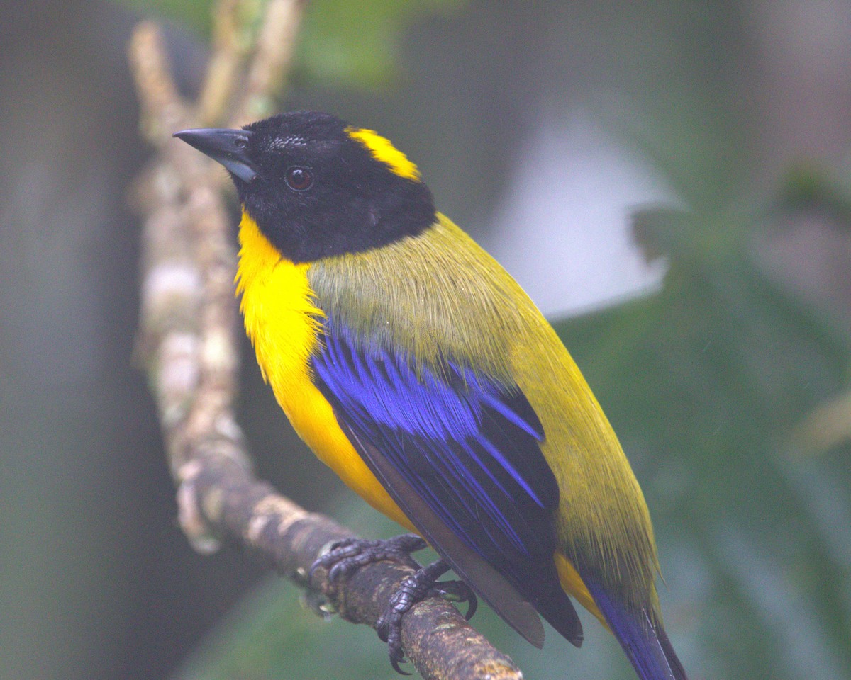 クロアゴヤマフウキンチョウ - ML645479250