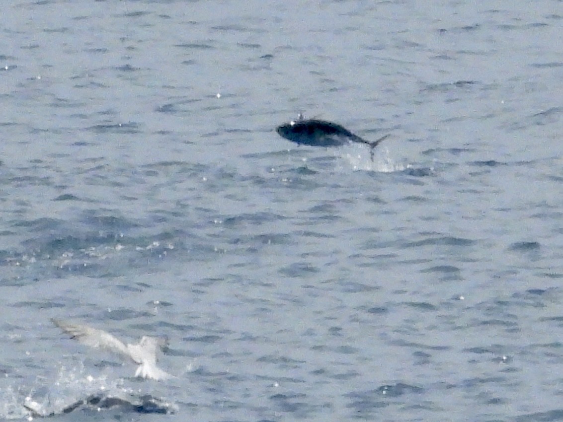 Longtail Tuna - ML645479255