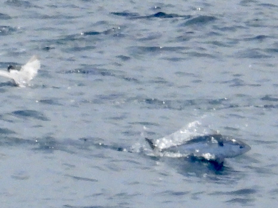 Longtail Tuna - ML645479256