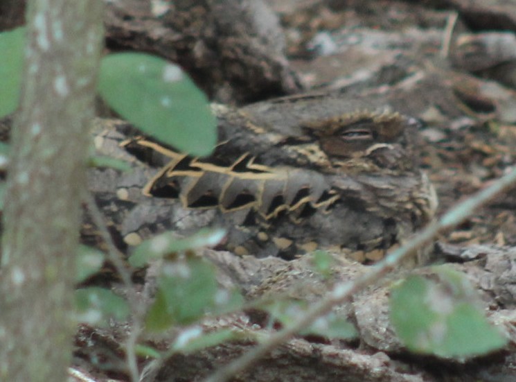 Пораке - ML645479259