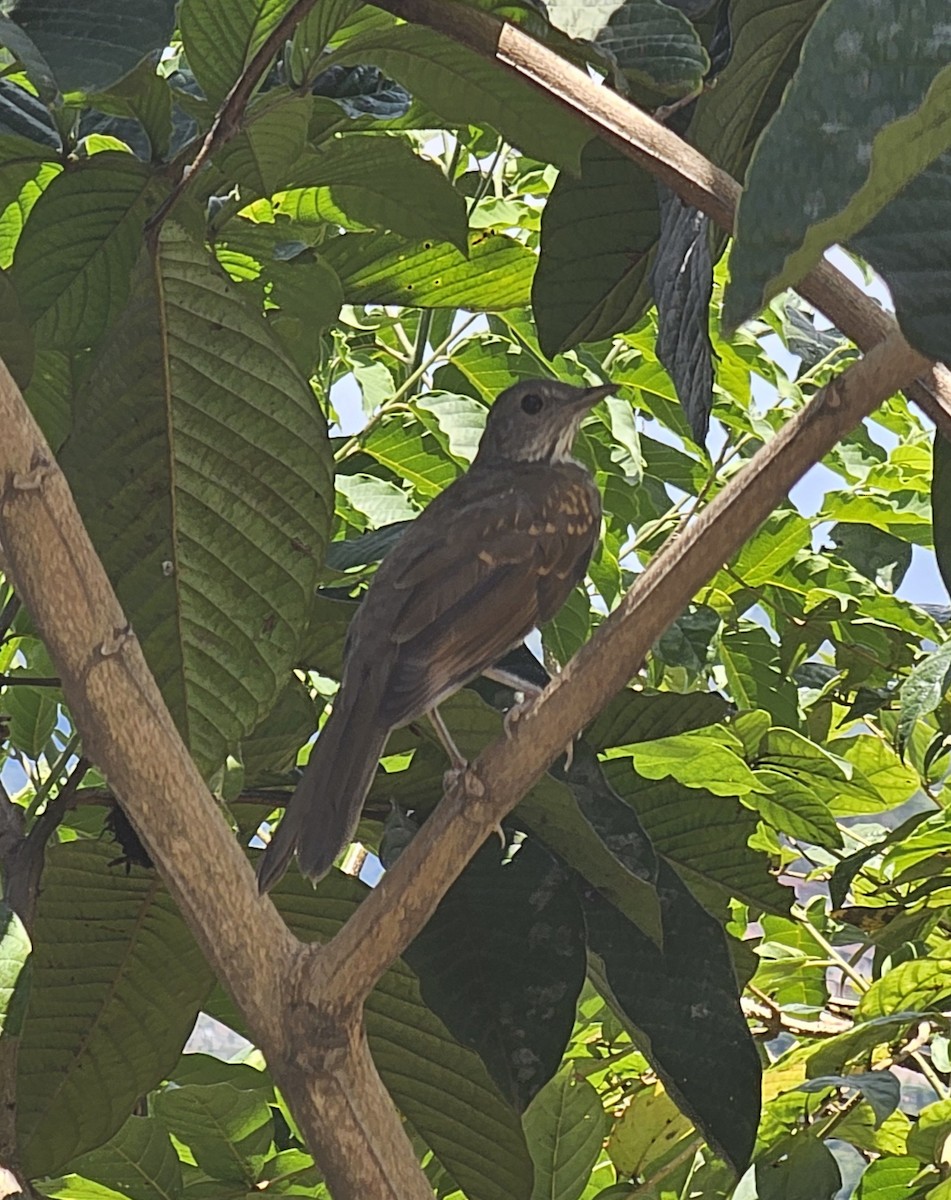 Pale-breasted Thrush - ML645479261