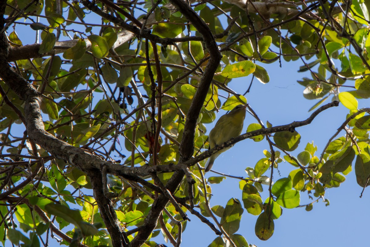 Philadelphia Vireo - ML645479266