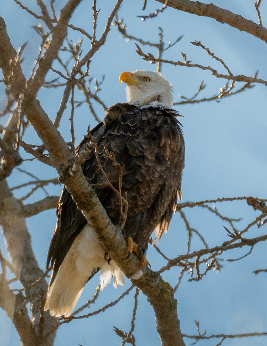 Bald Eagle - ML645479267