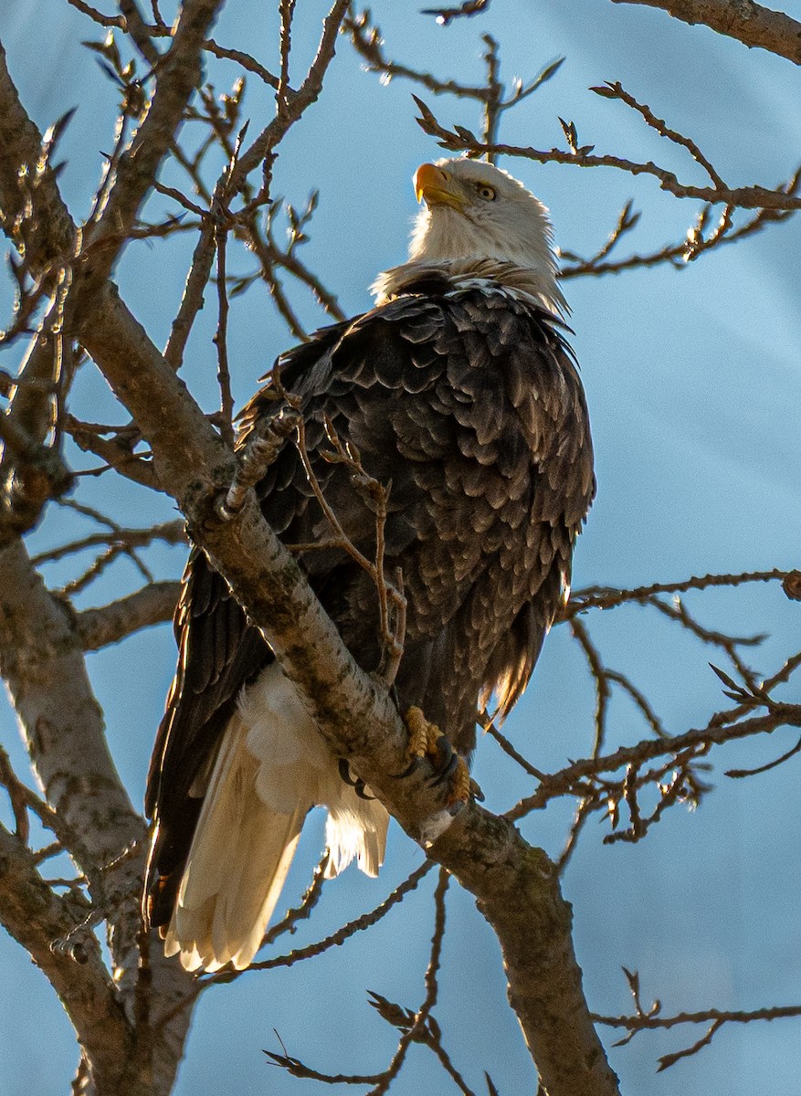 Bald Eagle - ML645479268