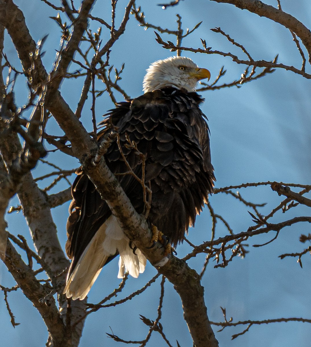 Bald Eagle - ML645479269