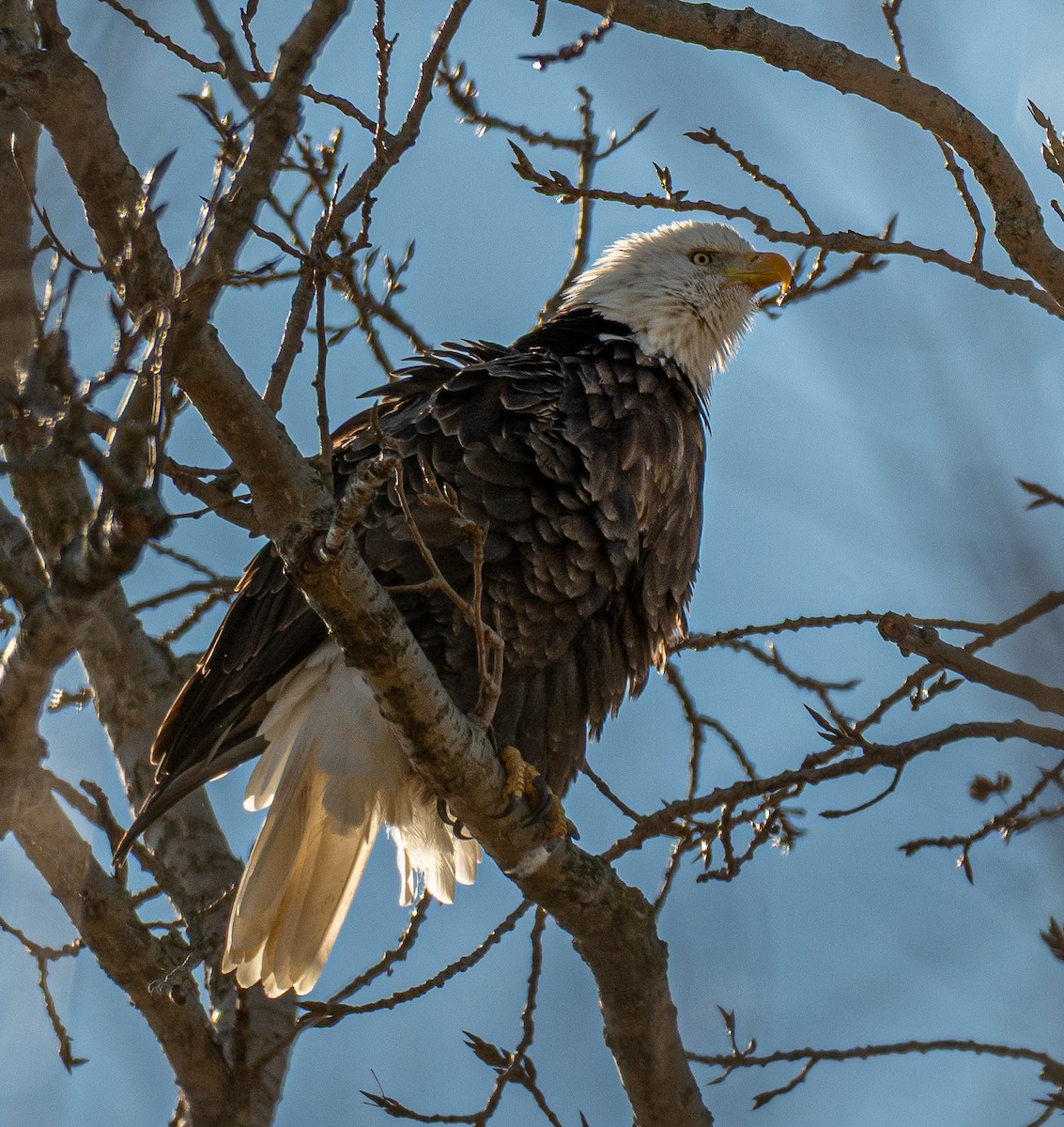 Bald Eagle - ML645479270