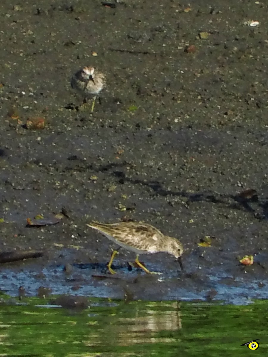 Least Sandpiper - ML645479277