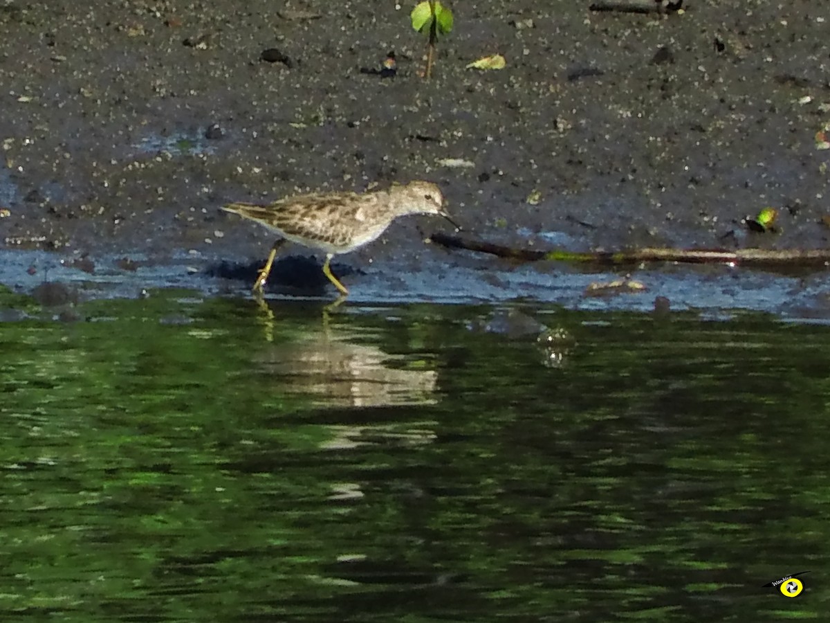 Least Sandpiper - ML645479278