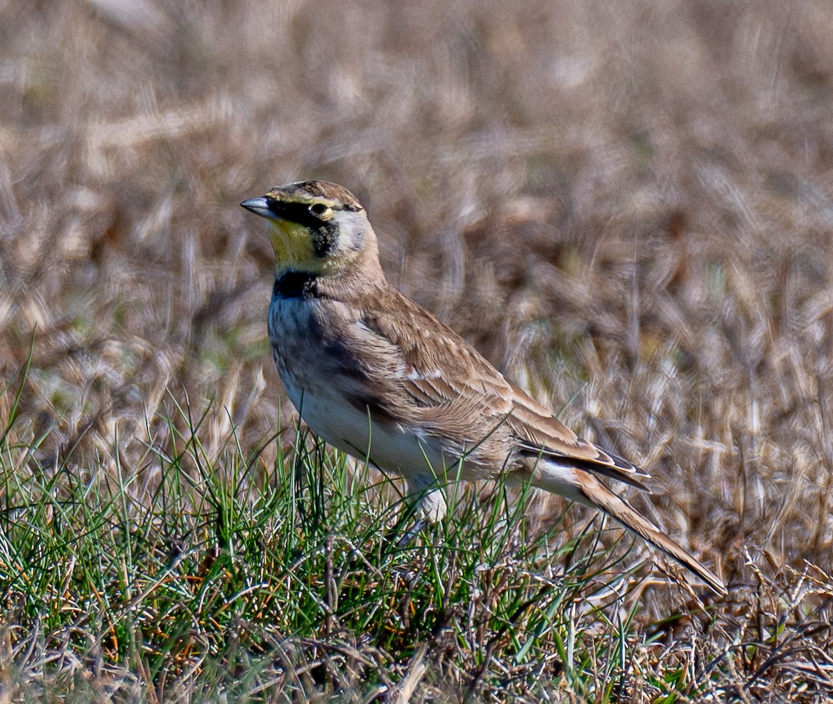 Жайворонок рогатий - ML645479279