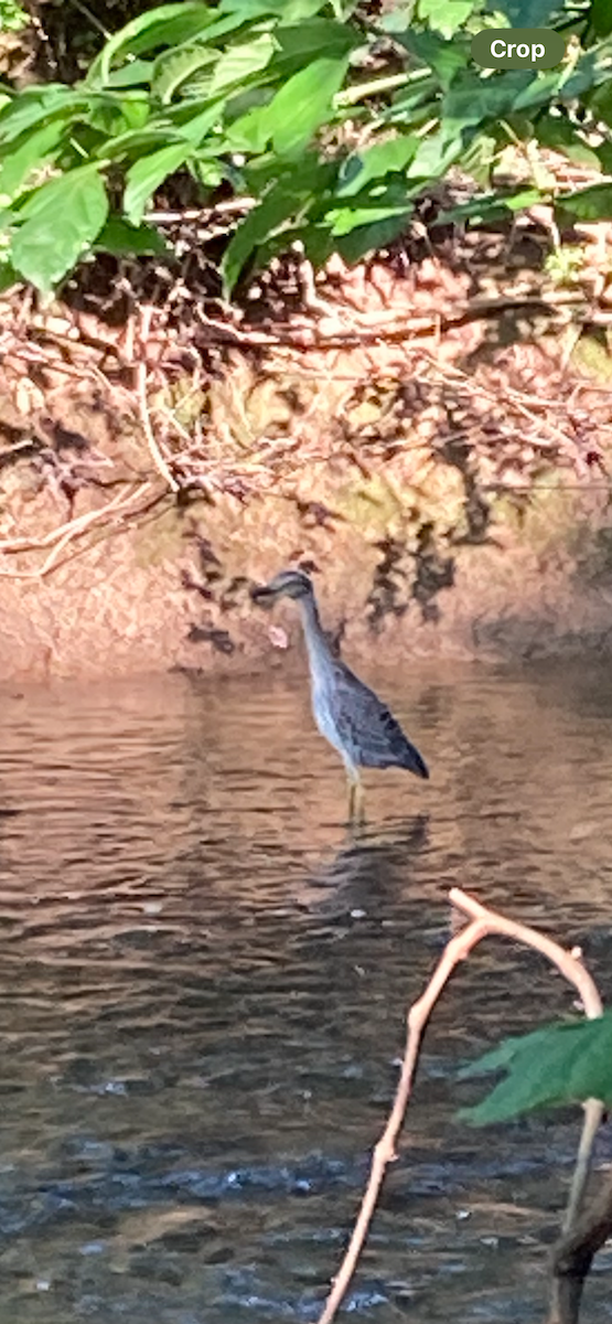 kvakoš žlutočelý - ML645479280