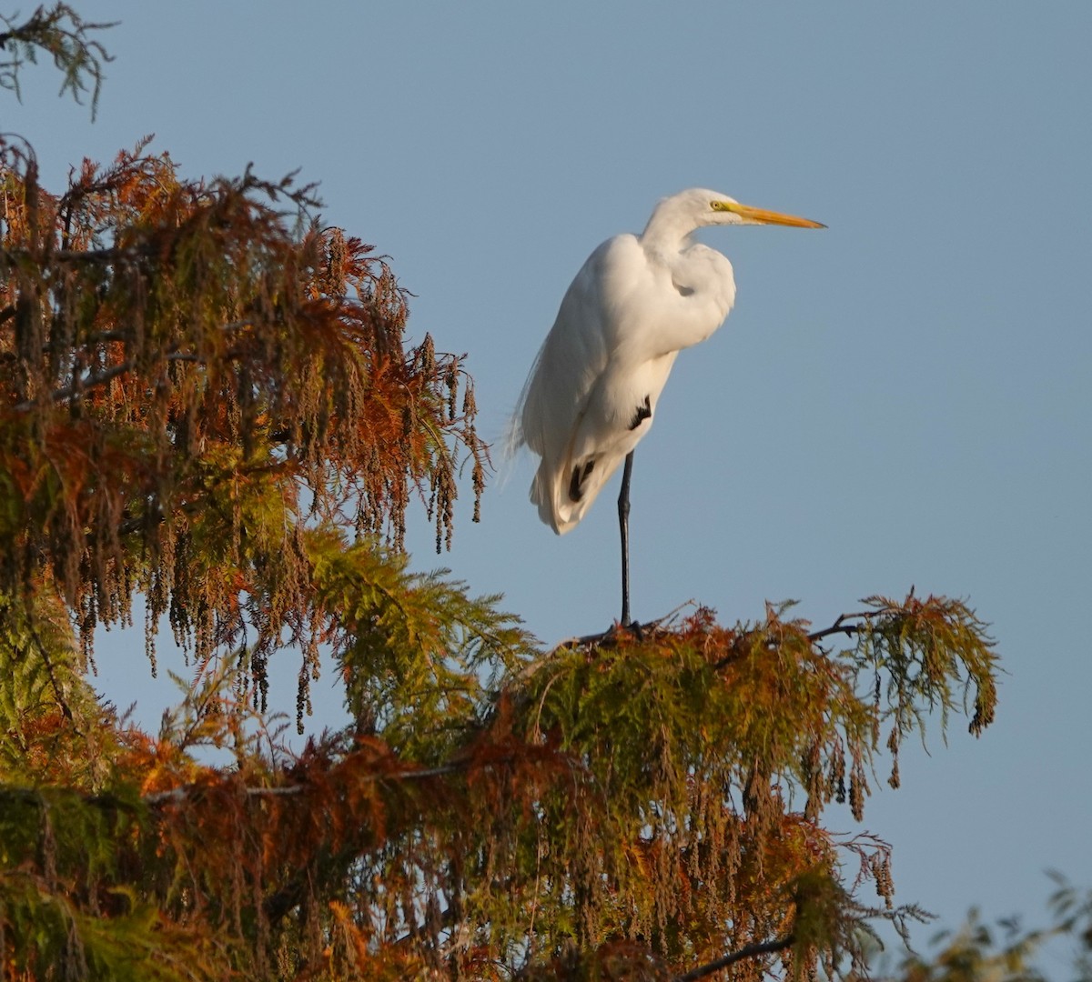 Silberreiher - ML645479288