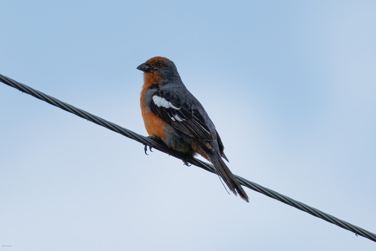 Рара червоновола - ML645479289