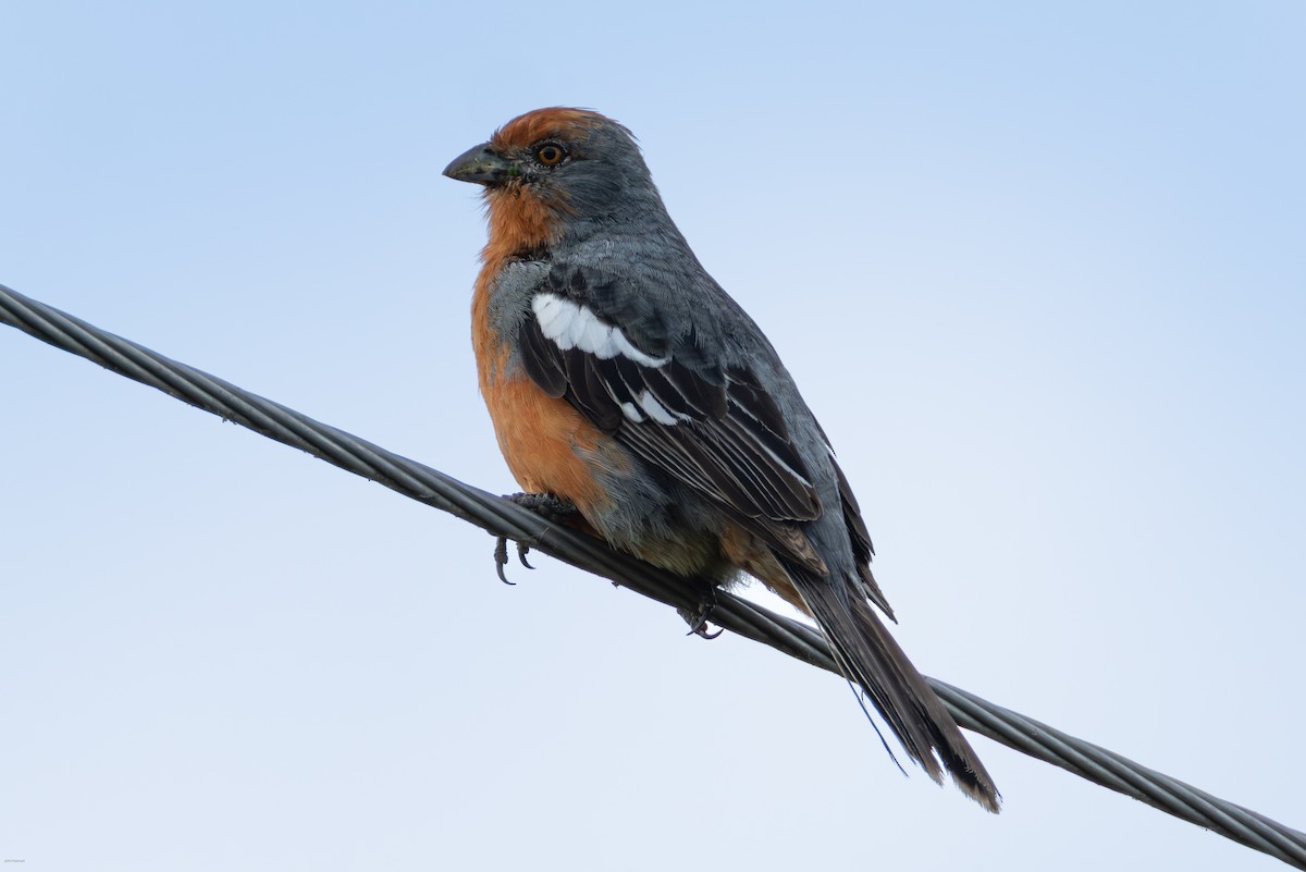 Рара червоновола - ML645479290