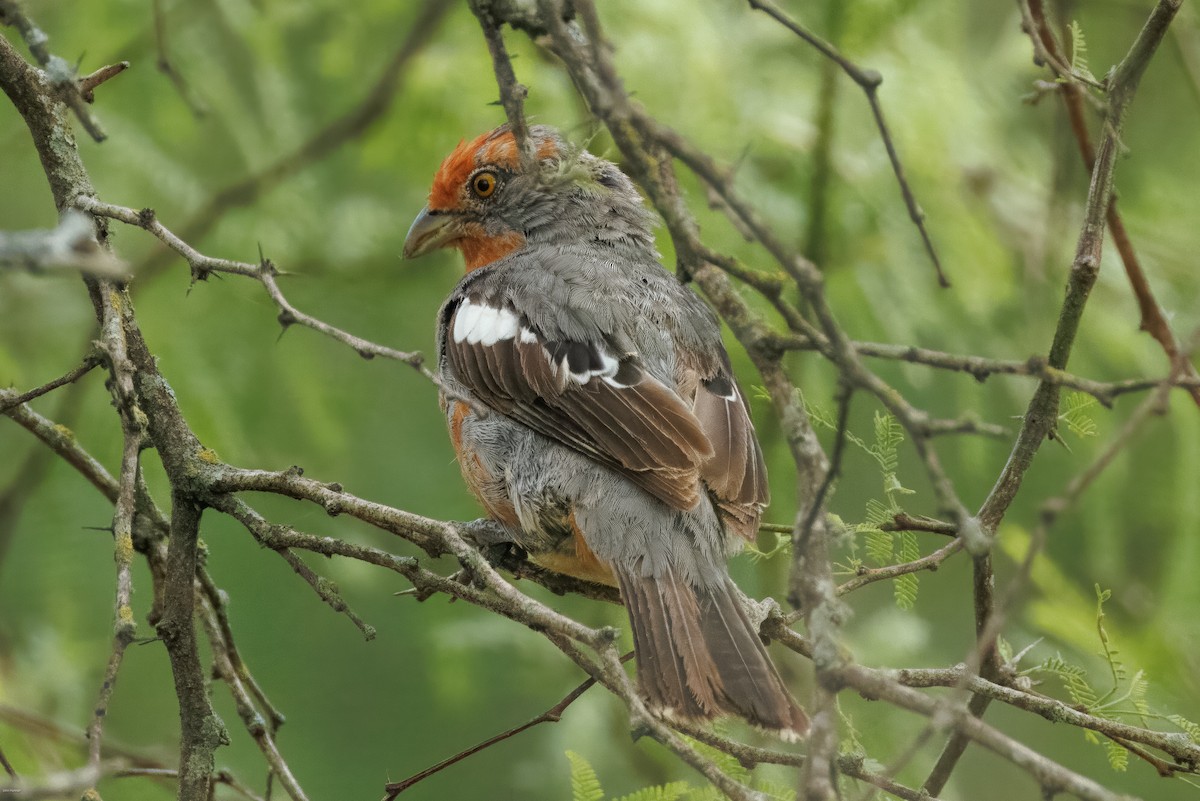 Рара червоновола - ML645479291