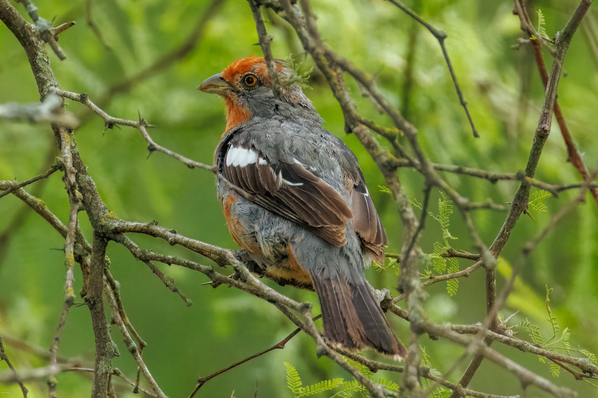 Рара червоновола - ML645479292