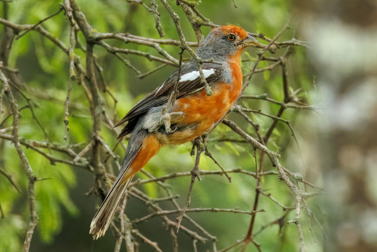 Рара червоновола - ML645479293