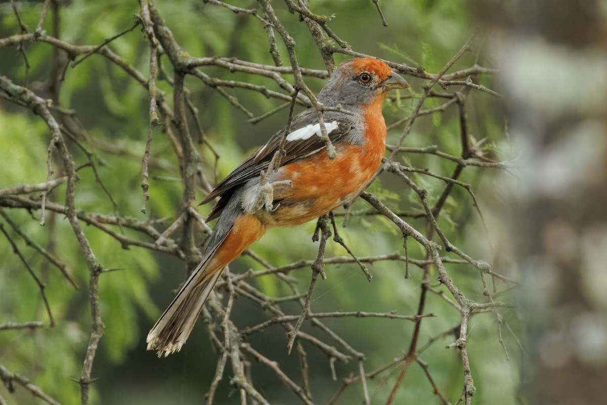 Рара червоновола - ML645479294