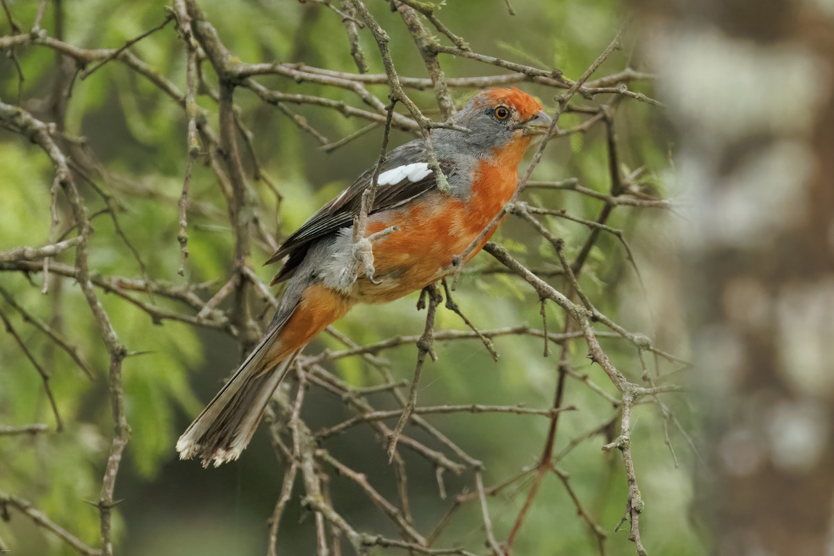 Рара червоновола - ML645479295