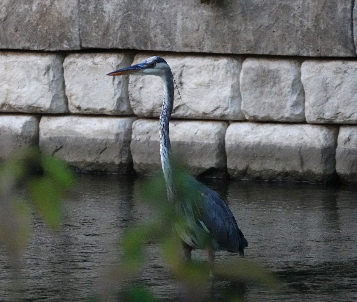 Great Blue Heron - ML645479300