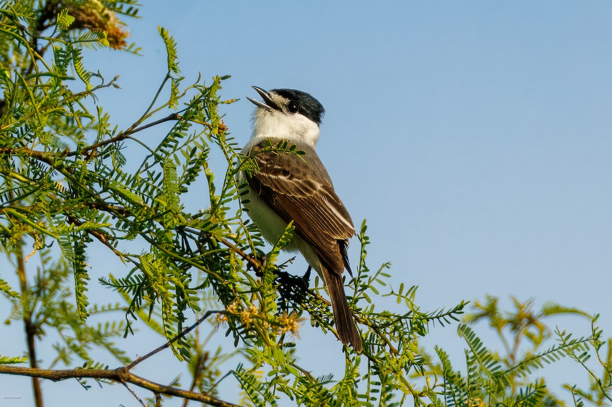 White-naped Xenopsaris - ML645479301