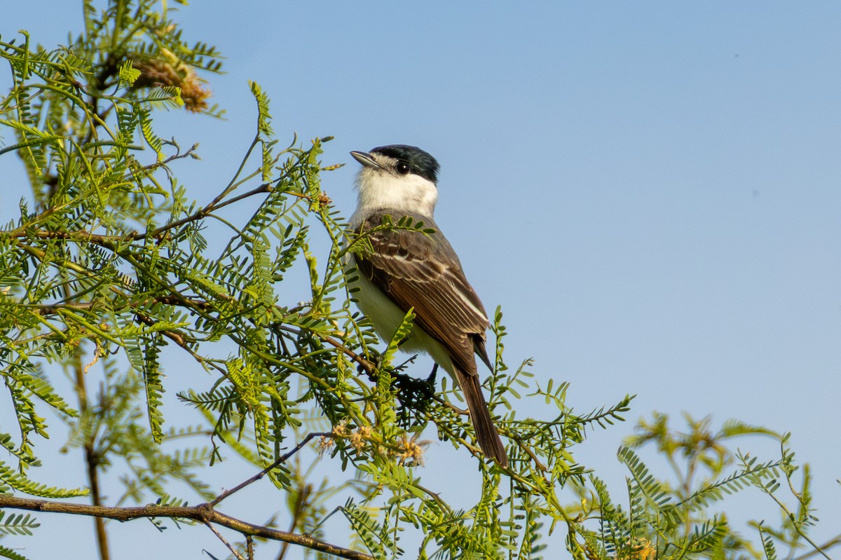 White-naped Xenopsaris - ML645479305