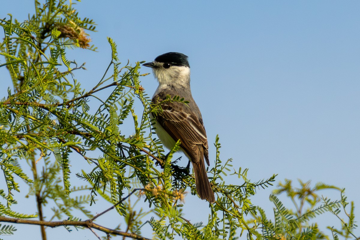 White-naped Xenopsaris - ML645479307