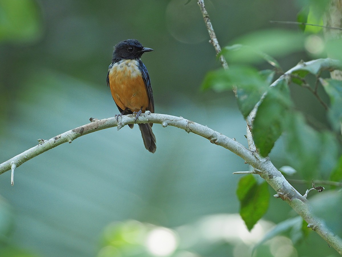 Kalao Blue Flycatcher - ML645479315