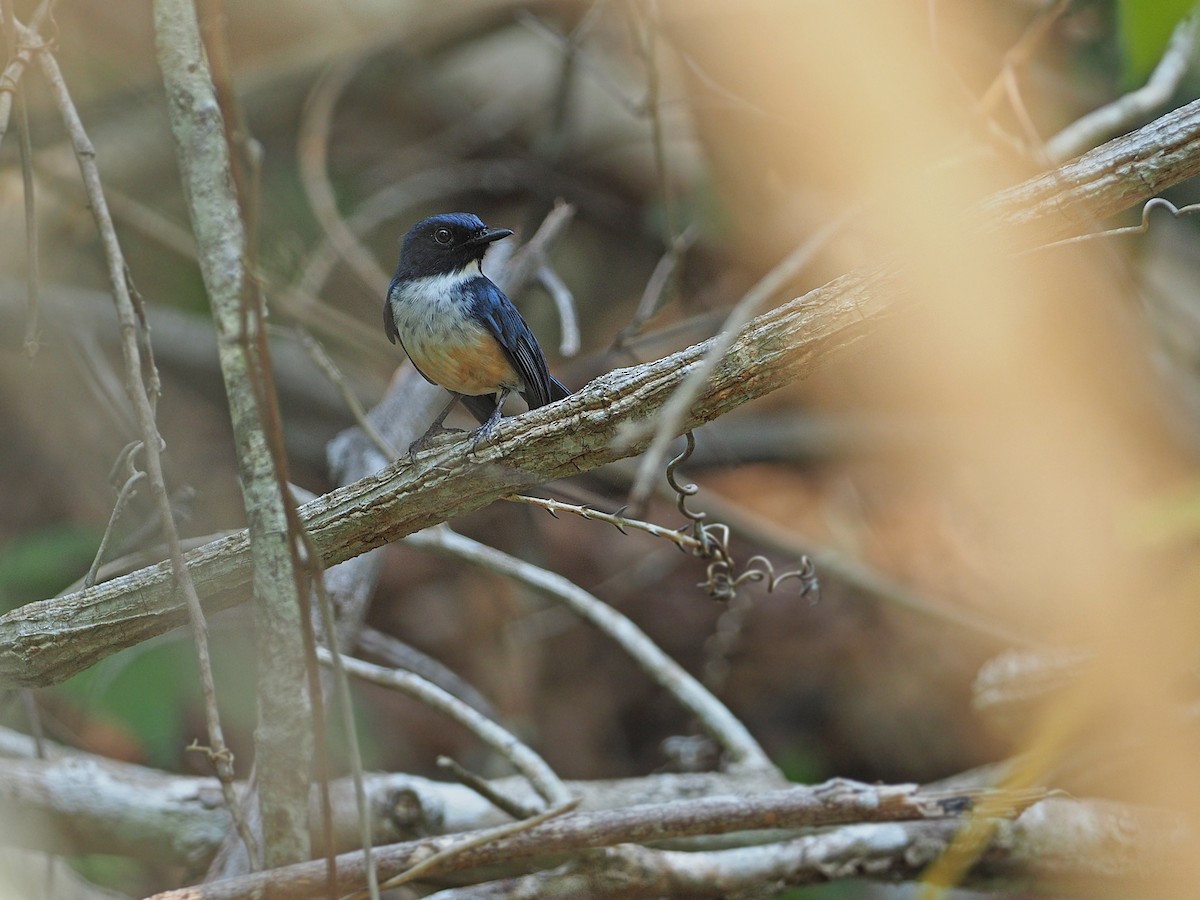 Kalao Blue Flycatcher - ML645479316
