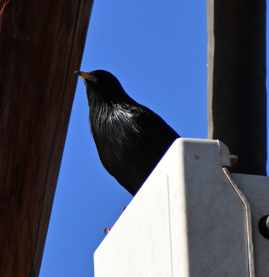 Spotless Starling - ML645479329