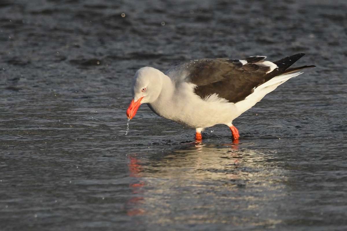 Dolphin Gull - ML645479349
