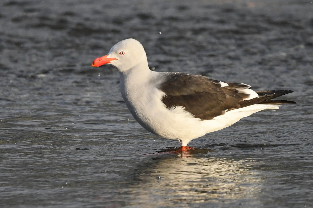 Dolphin Gull - ML645479351