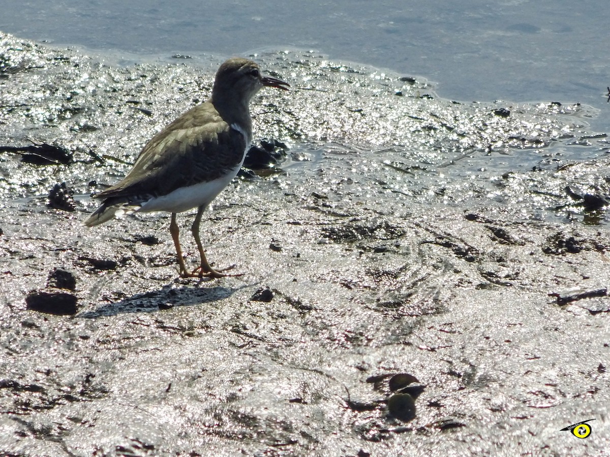 Spotted Sandpiper - ML645479352