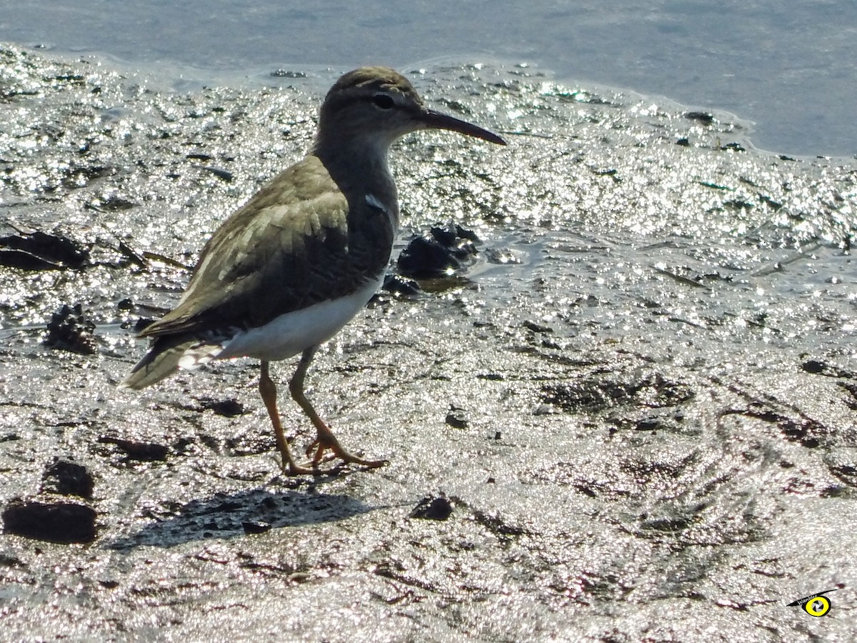 Spotted Sandpiper - ML645479353