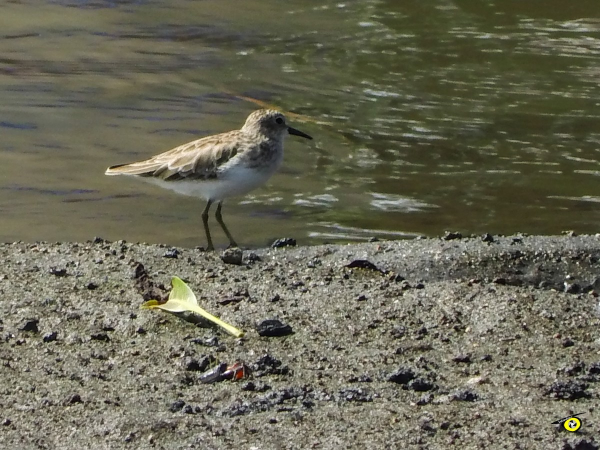 Least Sandpiper - ML645479396