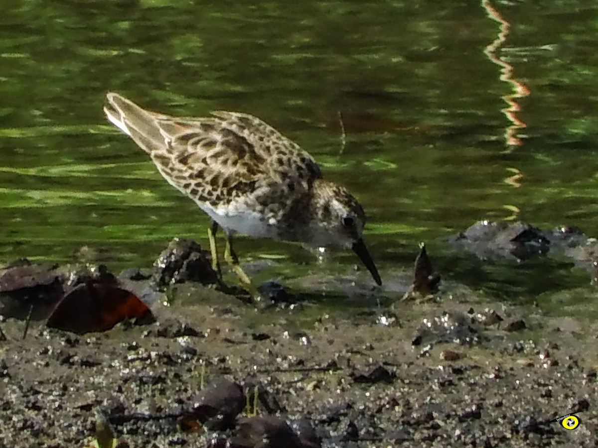 Least Sandpiper - ML645479398