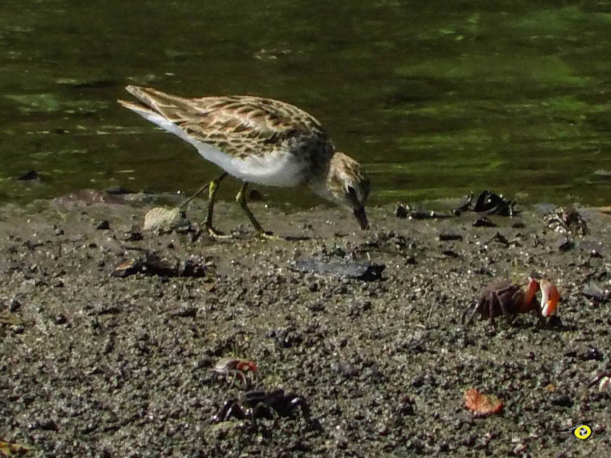 Least Sandpiper - ML645479399