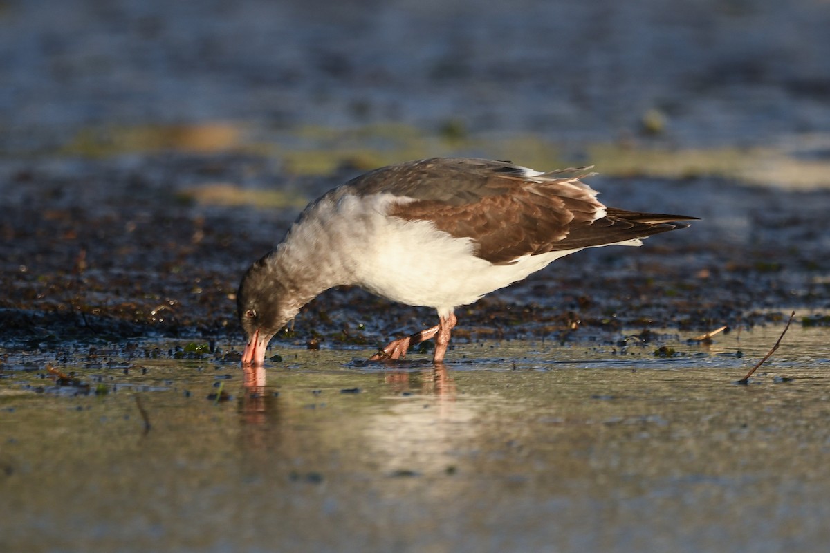 Dolphin Gull - ML645479402