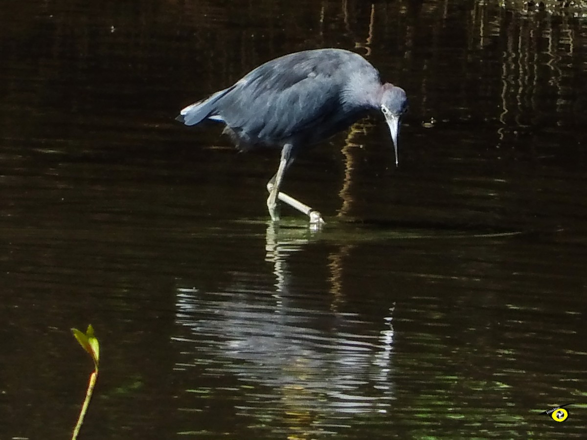 Little Blue Heron - ML645479418