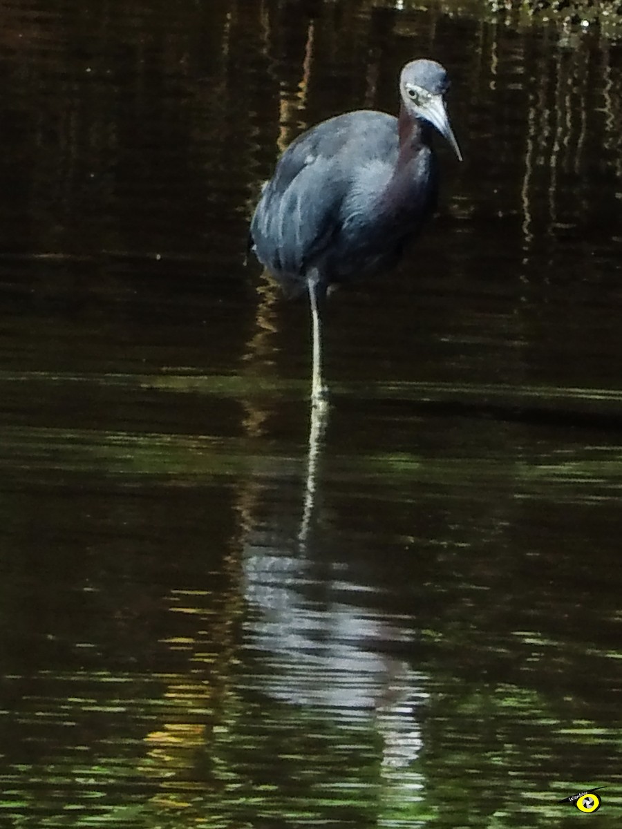 Little Blue Heron - ML645479420