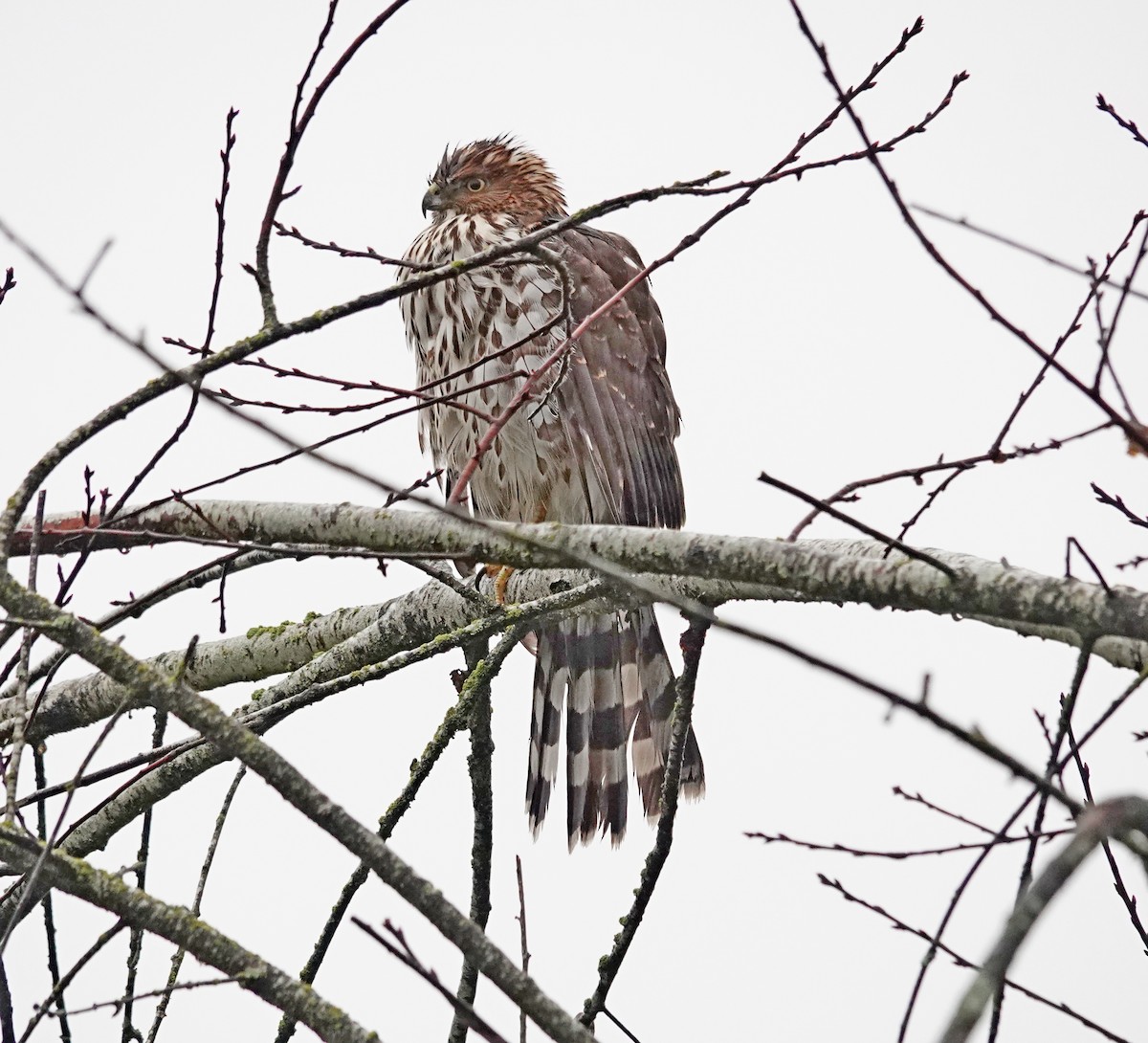 Cooper's Hawk - ML645479423